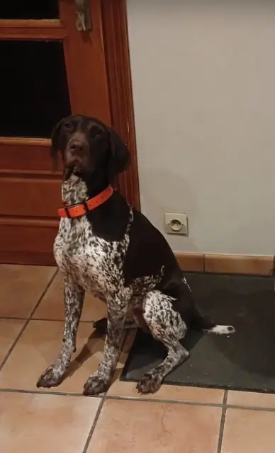 chienne lost   76850 Étaimpuis Utah