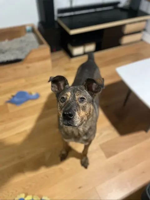 chienne lost   77220 Favières Alma