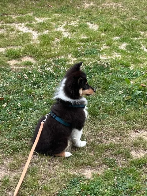 chienne lost   77680 Roissy-en-Brie APPY