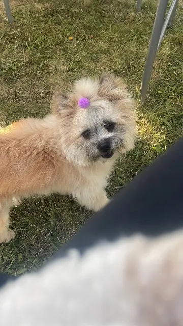 chienne lost   77120 Beautheil-Saints Minette