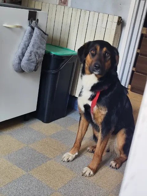 chienne lost   77114 Hermé Belle