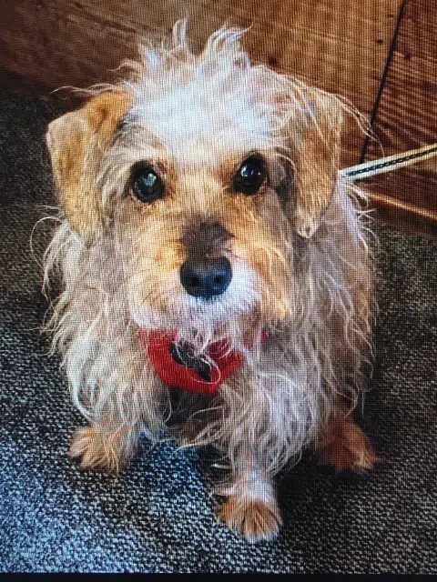 chienne lost   77250 Moret-Loing-et-Orvanne Betty