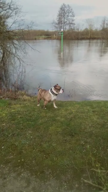 chienne lost   77480 Bray-sur-Seine Inaya