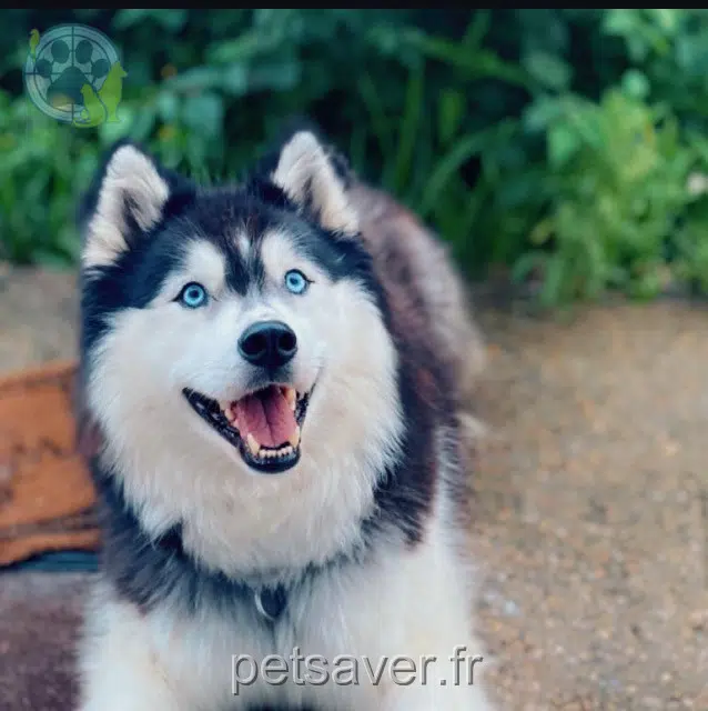 chienne lost   77700 Serris Ivana