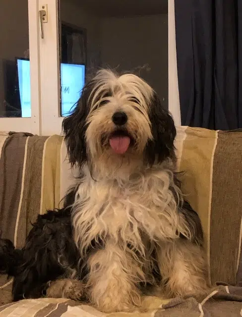 chienne lost   77510 Villeneuve-sur-Bellot Jessy