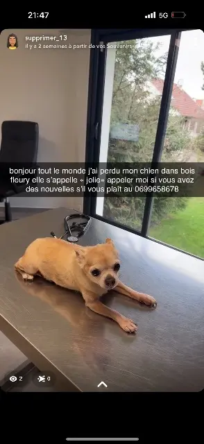 chienne lost   77410 Claye-Souilly jolie