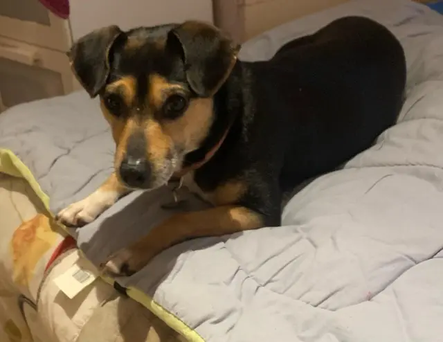 chienne lost   77730 Saâcy-sur-Marne LOLA