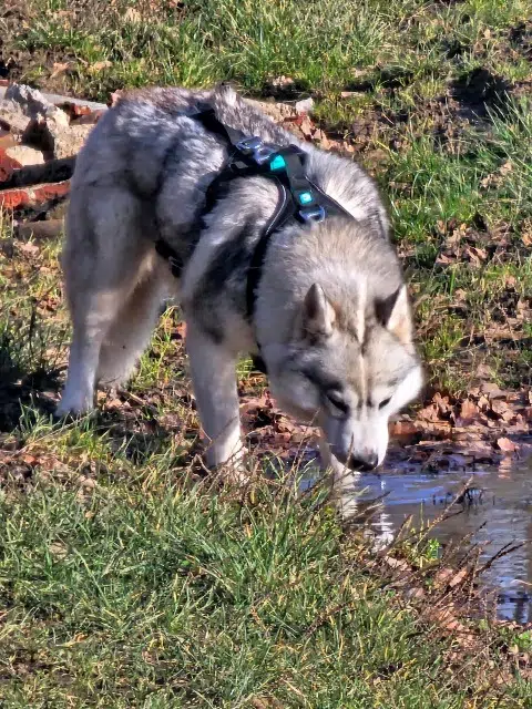 chienne lost   77710 Chevry-en-Sereine Lovely