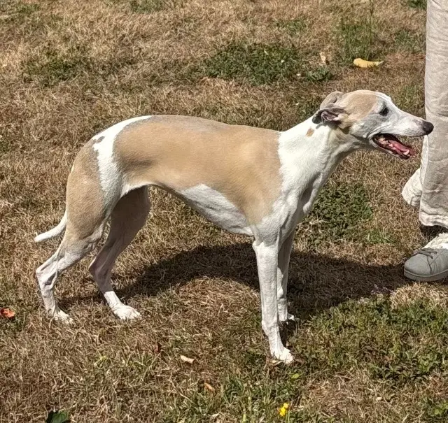 chienne lost   77690 Montigny-sur-Loing Lucinda