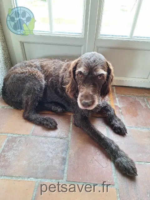 chienne lost   77540 Lumigny-Nesles-Ormeaux Ola