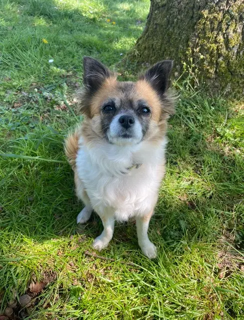 chienne lost   77300 Fontainebleau Mila
