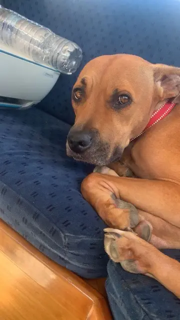 chienne lost   77870 Vulaines-sur-Seine Nala