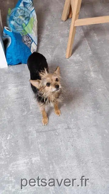 dog lost   77000 Livry-sur-Seine Orka