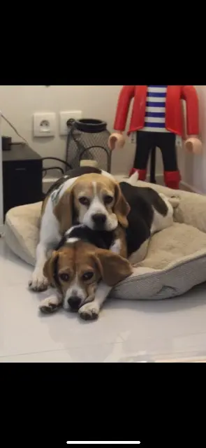 chienne lost   77240 Cesson Peppa