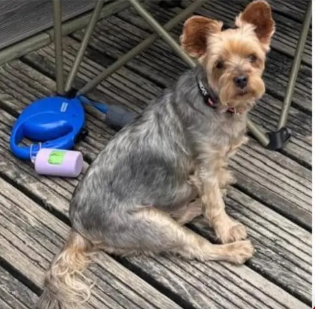 dog lost   77370 Gastins Princesse