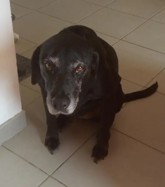 chienne lost   77370 Fontenailles Seiya