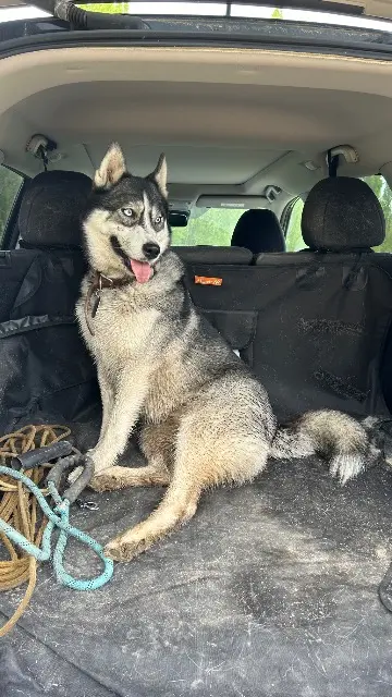 dog lost   77540 Rozay-en-Brie Shaika