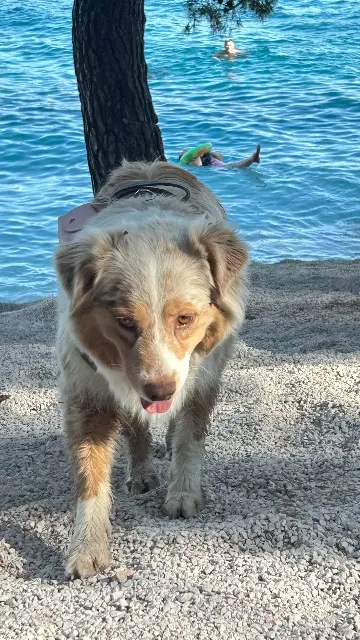 chienne lost   77330 Ozoir-la-Ferrière Sika