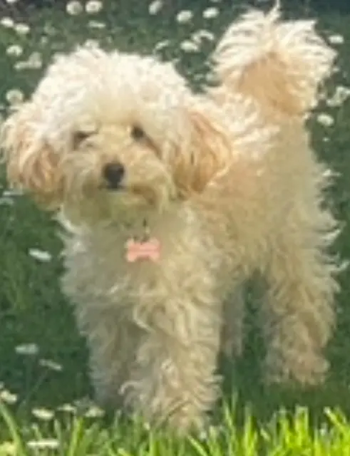 chienne lost   77300 Fontainebleau Snoopy