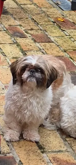chienne lost   77515 Pommeuse Sweety