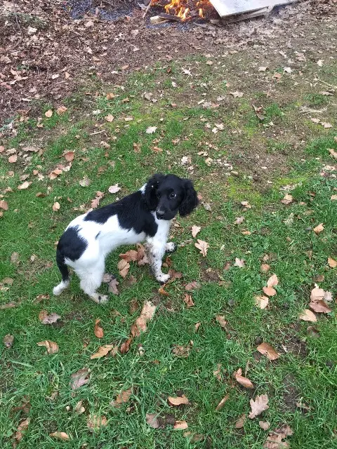 chienne lost   77750 Saint-Cyr-sur-Morin Tya