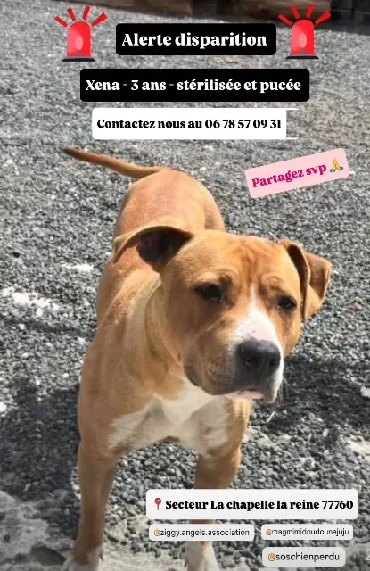 dog lost   77760 Guercheville Xena