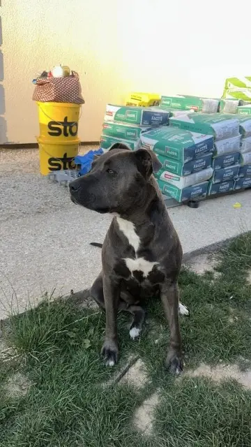 chienne lost   77160 Chenoise-Cucharmoy Laila