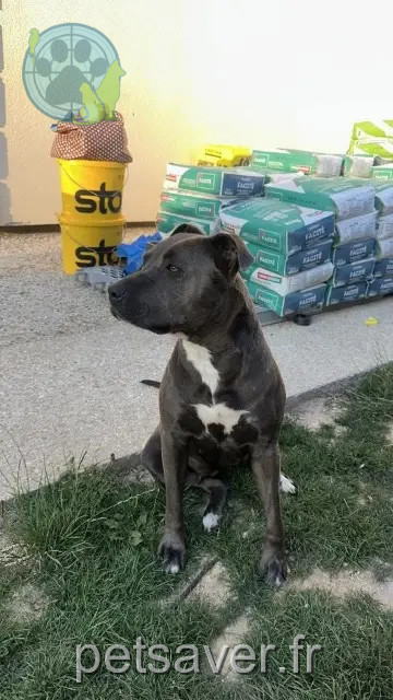 dog lost 77160 Chenoise-Cucharmoy Laila dog lost 77160 Chenoise-Cucharmoy Laila