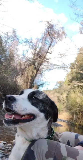 chienne lost   78410 Aubergenville Jessica Briffault