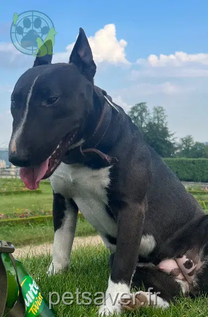 chienne lost   78000 Versailles Kali