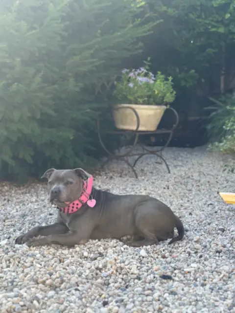 chienne lost   78440 Jambville Kayla