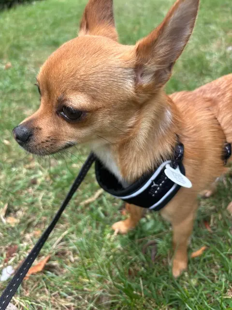 chienne lost   78410 Aubergenville Litty