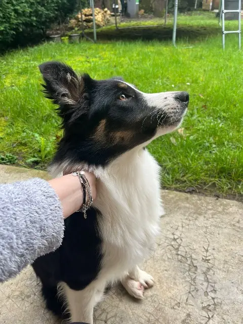 chienne lost   78320 Lévis-Saint-Nom Maika