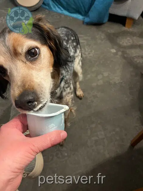 chienne lost   78950 Gambais Mila