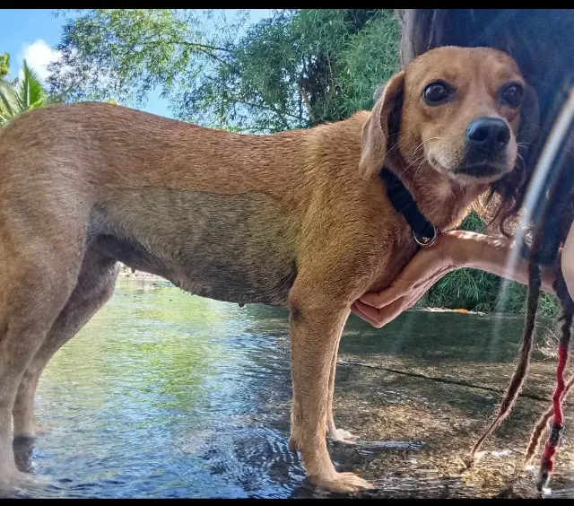 chienne lost   78990 Élancourt Noisette