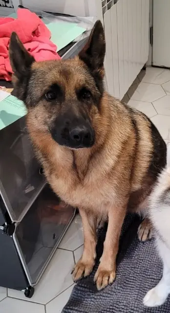 chienne lost   78125 Gazeran Oushka