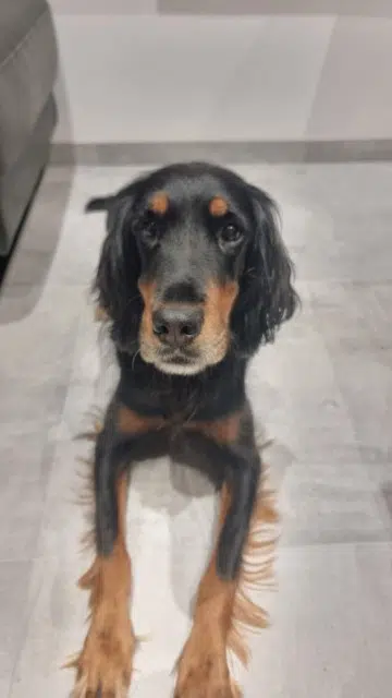chienne lost   78250 Meulan-en-Yvelines Pandora