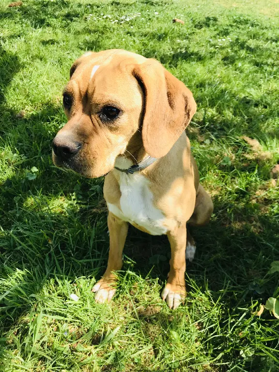 Chienne Perdue 78 Yvelines - Peli Chienne Perdue 78 Yvelines - Peli