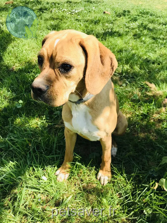 Chienne Perdue 78 Yvelines - Peli Chienne Perdue 78 Yvelines - Peli