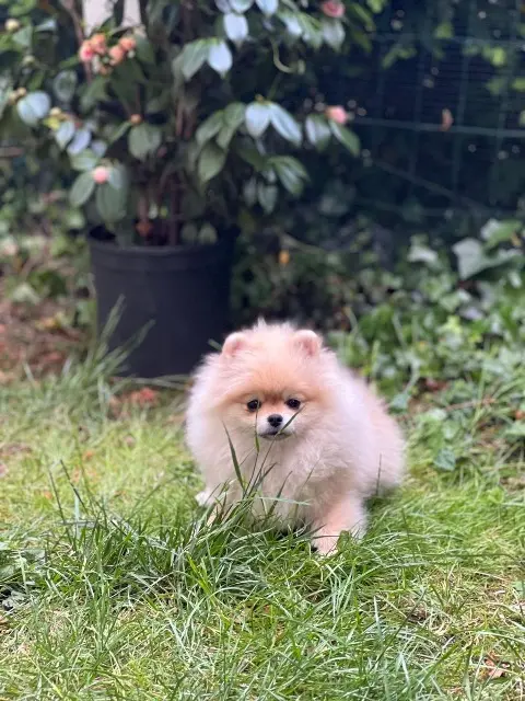 chienne lost   78150 Le Chesnay-Rocquencourt Plule