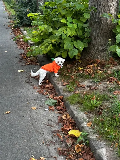 chienne lost   78130 Les Mureaux Pouet