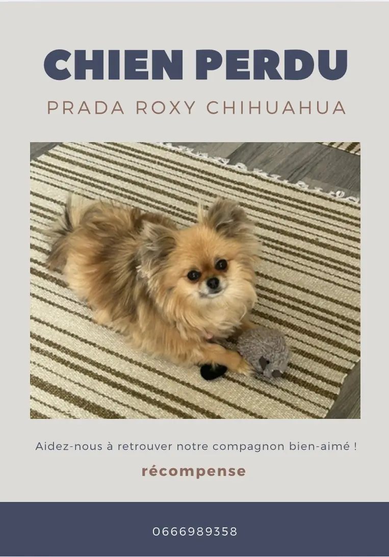 Chienne Perdue 78 Yvelines - Prada-roxy Chienne Perdue 78 Yvelines - Prada-roxy