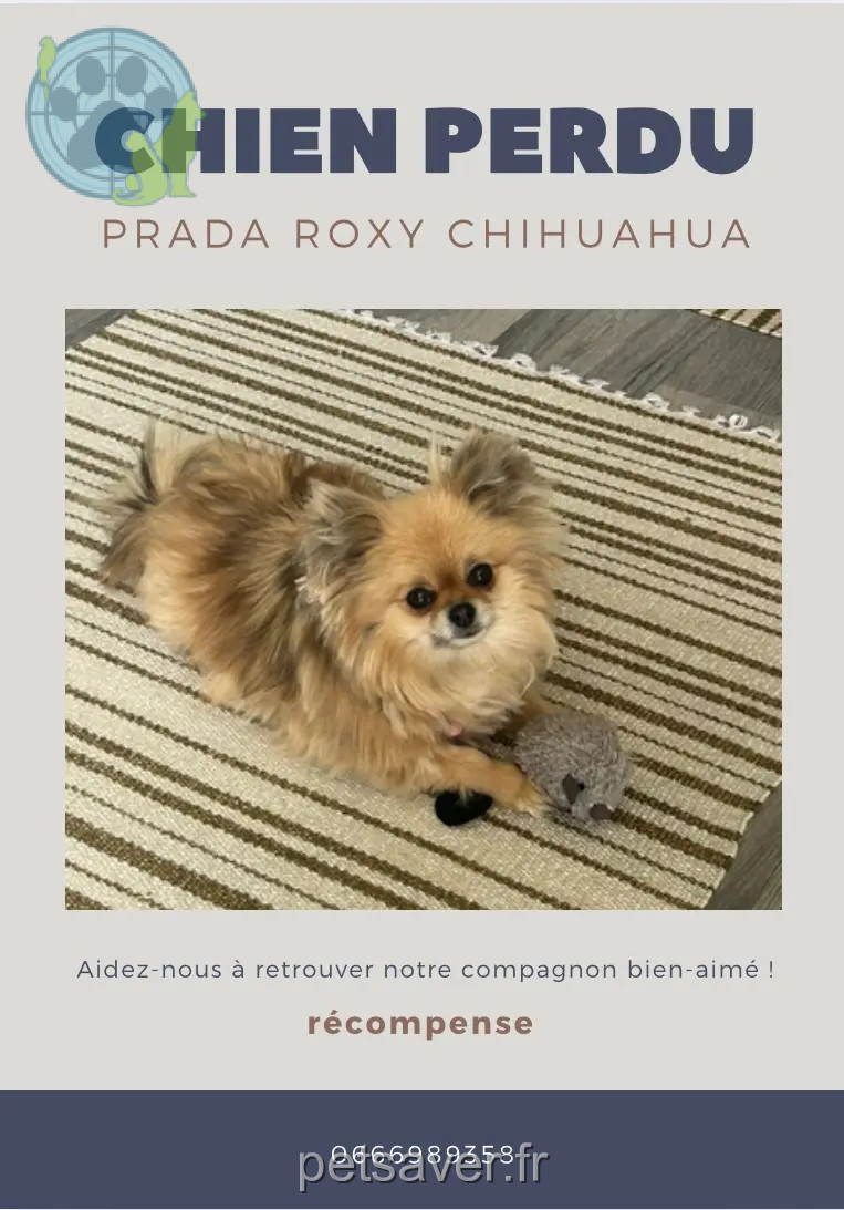 Chienne Perdue 78 Yvelines - Prada-roxy Chienne Perdue 78 Yvelines - Prada-roxy