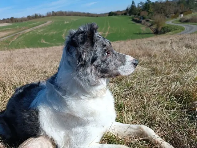chienne lost   78111 Dammartin-en-Serve Rush