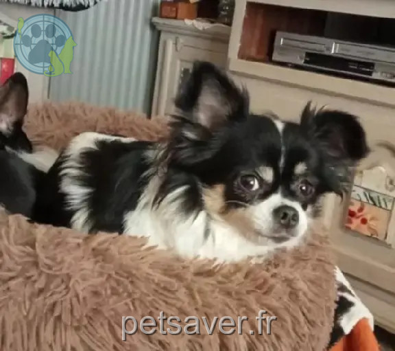 Chienne Perdue 78 Yvelines - Suki Chienne Perdue 78 Yvelines - Suki
