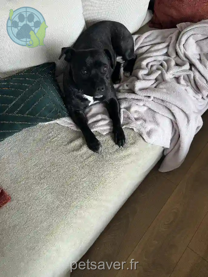 Chienne Perdue 78 Yvelines - Sushi Chienne Perdue 78 Yvelines - Sushi