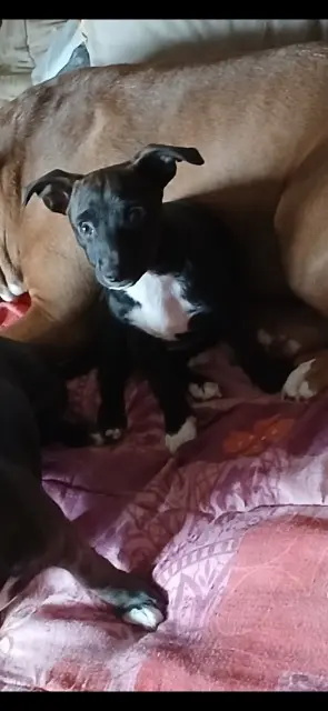 chienne lost   78980 Saint-Illiers-la-Ville Vaya