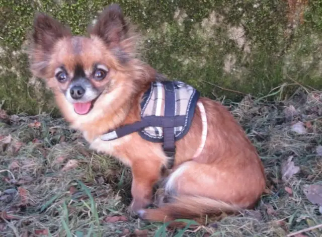 chienne lost   78711 Mantes-la-Ville Youps