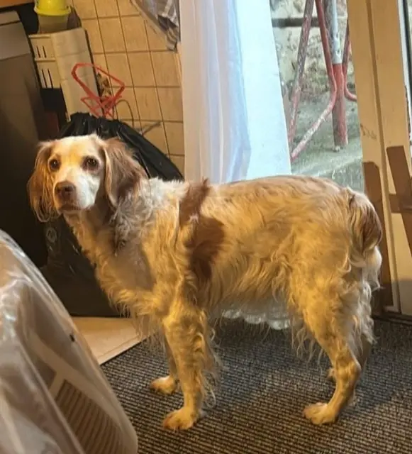 chienne lost   79600 Airvault Dina