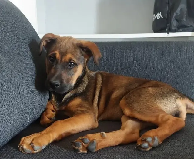 chienne lost   79340 Vasles Laïka